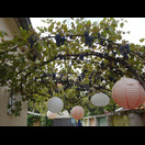 Wein über dem Gang zu unserem Pool